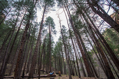 Low angle view of tall trees in the forest