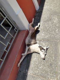 High angle view of a dog