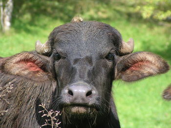 Close-up portrait of horse on field