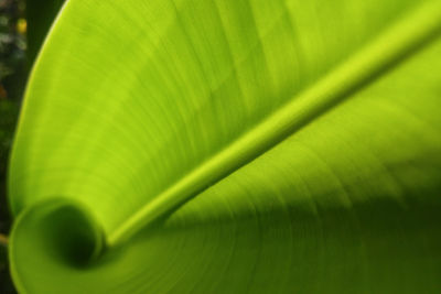 Close-up of green leaf