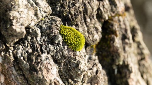 Close-up of moss growing on tree trunk