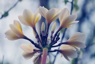 Close-up of fresh white purple flower