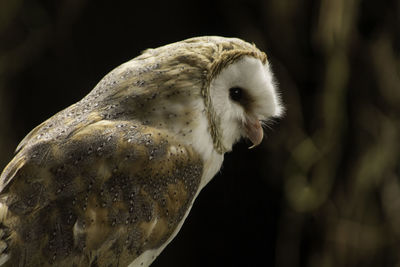 Close-up of eagle against blurred background