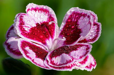 Close up of a sunflor charmy dianthus flower 