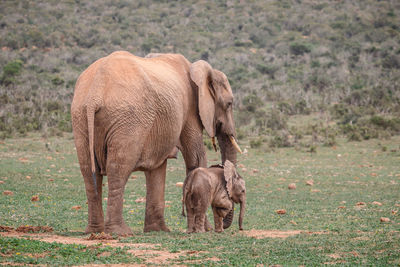 Elephant in a field