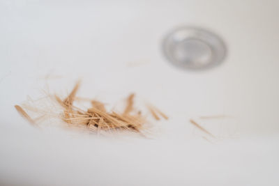 Macro shot of insect on white background