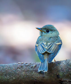 Close-up of bird perching on wood