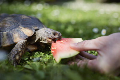 Pet owner giving his turtle ripe watermelon to eat in grass on backyard.