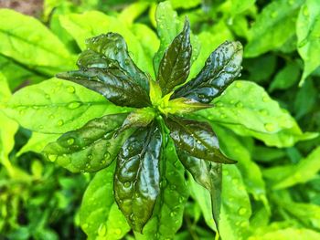 Close-up of wet plant leaves during rainy season