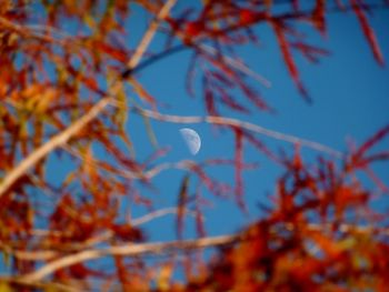 Low angle view of tree against sky
