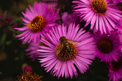 Close-up of honey bee on purple coneflower