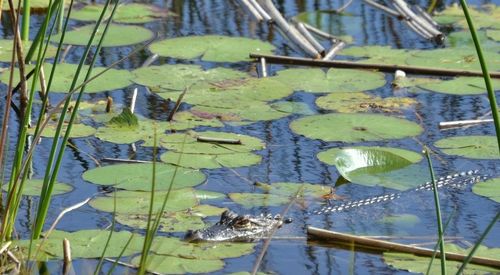 Leaves floating on pond