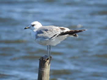 Close-up of seagull perching on wooden post