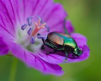 Close-up of insect on purple flower