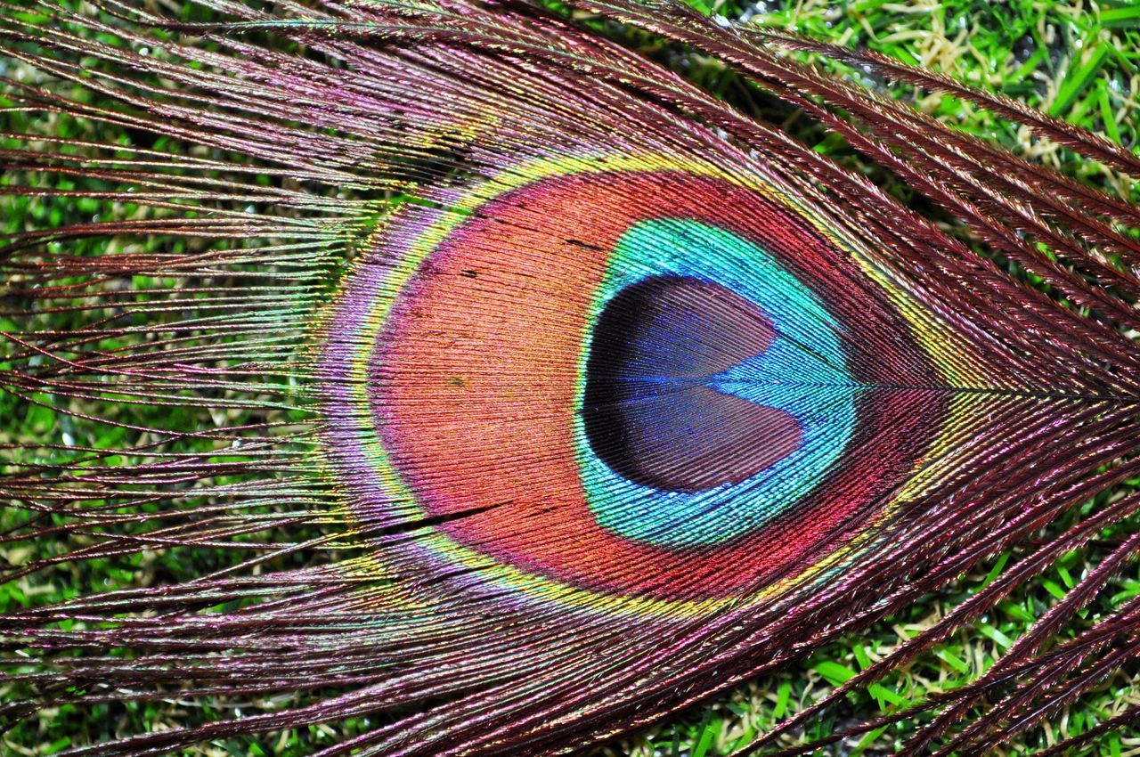 CLOSE-UP OF PEACOCK FEATHERS