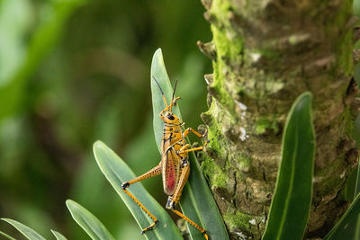 Close-up of insect on plant