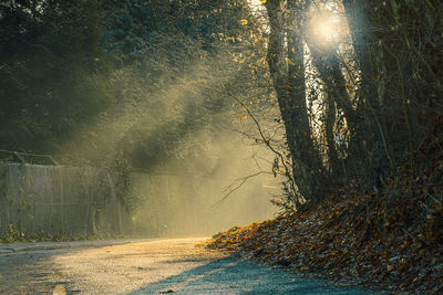 Road amidst trees in forest