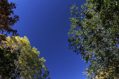 Low angle view of trees against clear blue sky