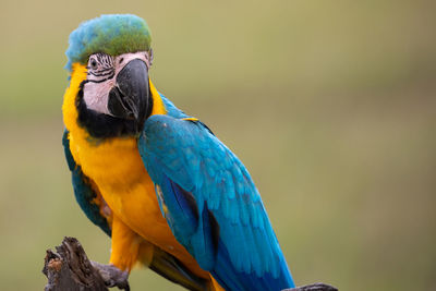 Close-up of blue parrot perching