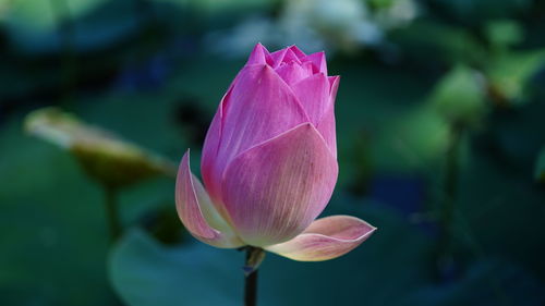 Close-up of pink water lily