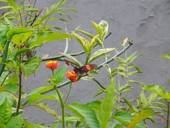 Close-up of ladybug on plant