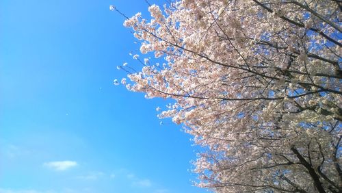 Low angle view of tree against blue sky