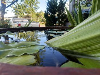 Close-up of lotus water lily in swimming pool