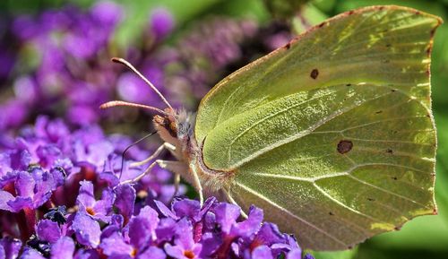 Close-up of butterfly pollinating on purple flower