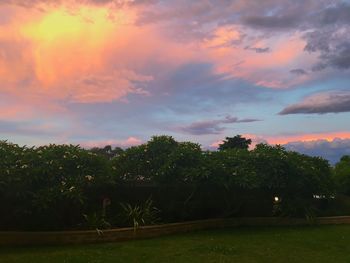 Trees growing on field against sky during sunset