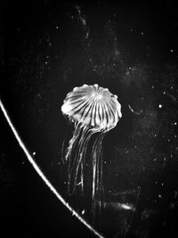 Close-up of jellyfish in water at night