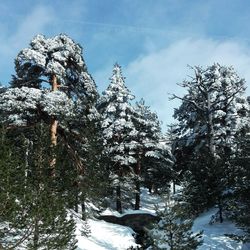 Low angle view of frozen trees against sky