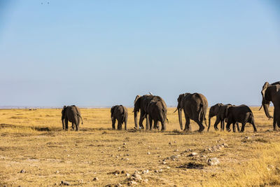 Horses grazing on field against clear sky