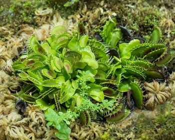 High angle view of plants growing on field