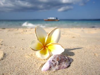 Frangipani and seashell at beach