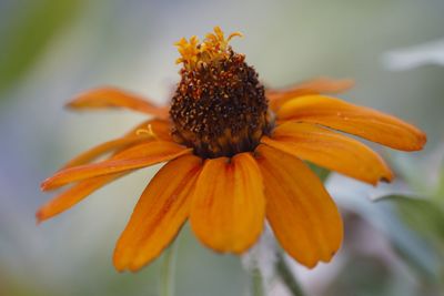 Close-up of orange flower