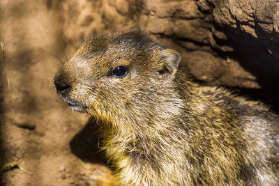 Close-up of an animal looking away