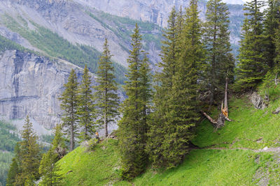 High angle view of pine trees in forest