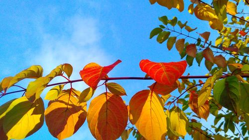 Low angle view of tree against blue sky