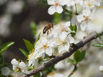 Close-up of bee pollinating on white flower