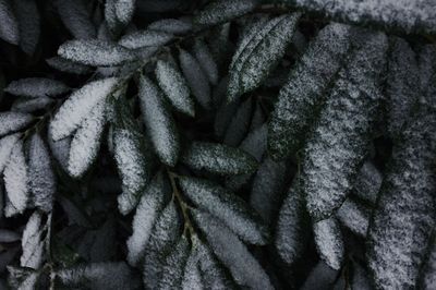 Full frame shot of leaves