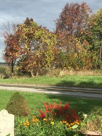 Scenic view of park by lake during autumn