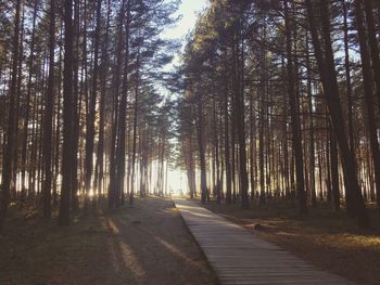 View of trees in forest