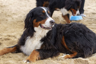 Close-up of a dog looking away