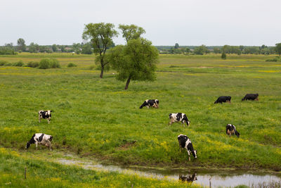 High angle view of cows grazing at farm