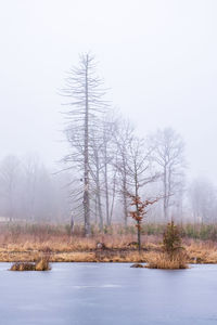Bare trees on snow covered land against sky