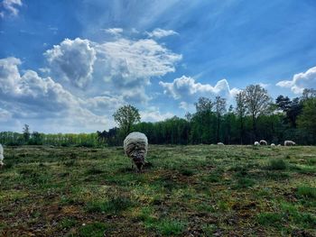 Scheep in a heather field