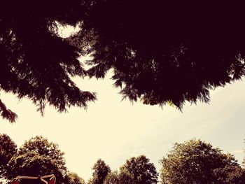 Low angle view of trees against clear sky