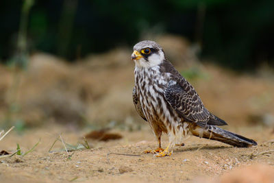 Close-up of eagle