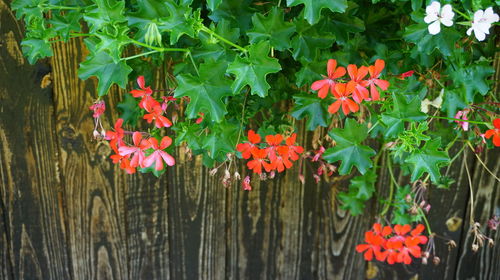 Close-up of red flowering plants