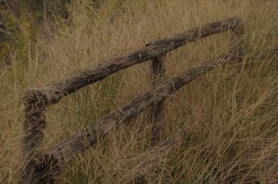 Close-up of snake on field against sky